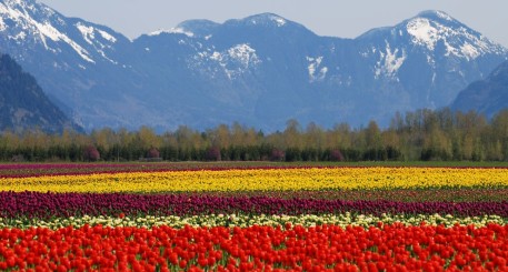 Agassiz-Harrison Mills Circle Farm Tour