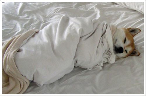 dogs-in-blankets-22