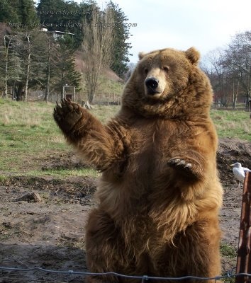 bear waving greeting