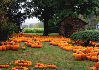 picked-pumpkins-resize