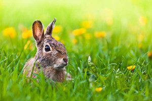 bunny in field