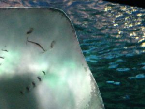 underside of stingray