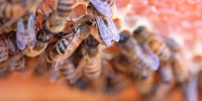 Beekeeping Basics in Chilliwack
