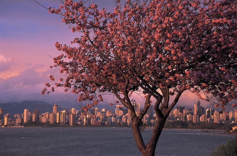 Cherry Blossom Festival 2017 in Vancouver