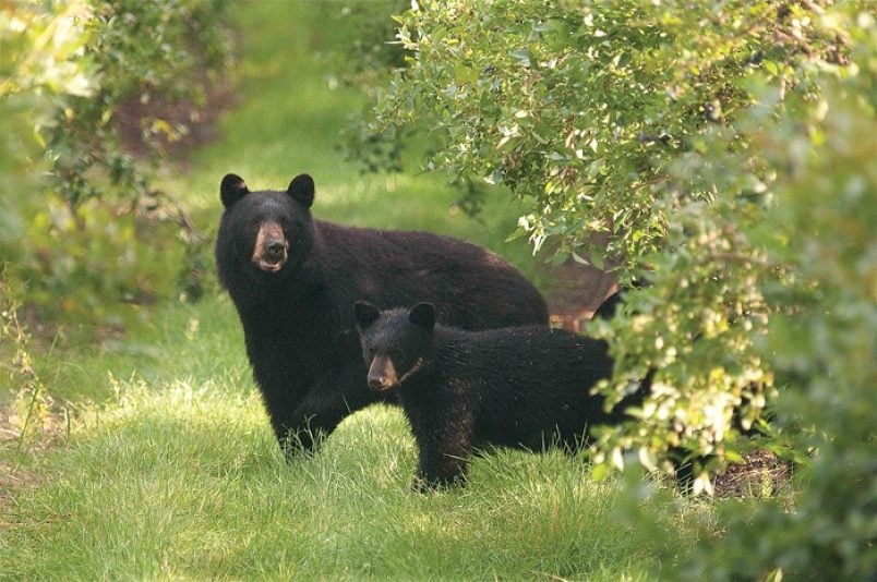 Bear Everything: Opening Reception in Whistler