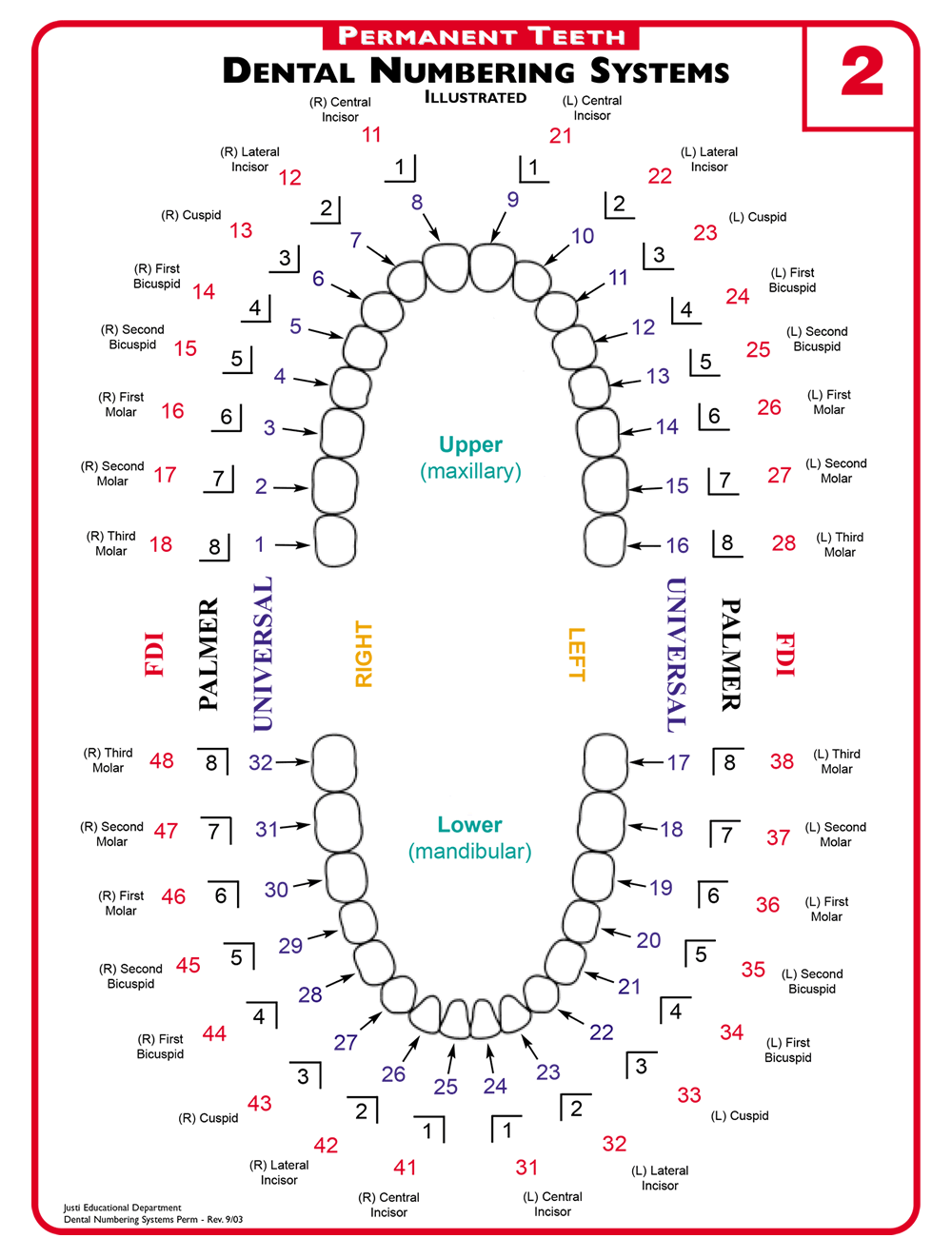 Cat Teeth Number Chart