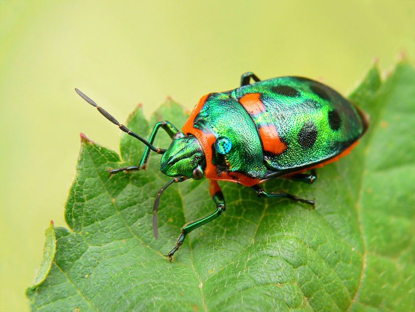 All About Bugs in Chilliwack