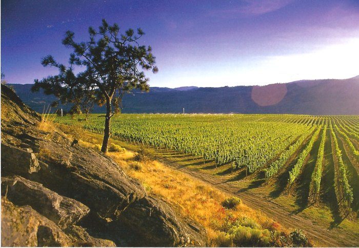 Winemaker Dinner at Sumac Ridge in Whistler