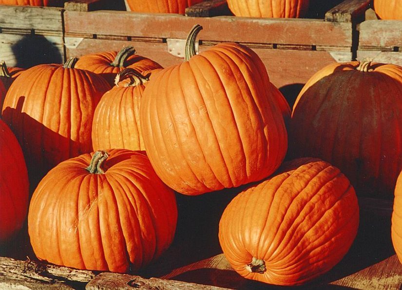Pumpkin Mania in Barrie