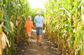 Haunted Corn Maze in Abbotsford