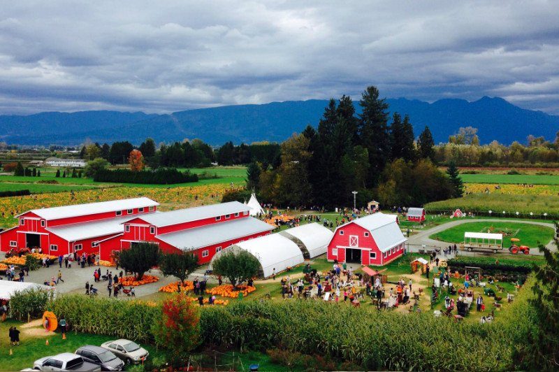 Laity Pumpkin Patch in Maple Ridge