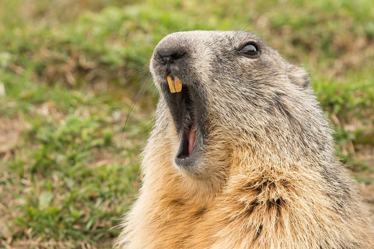 Top Groundhog Day Myths