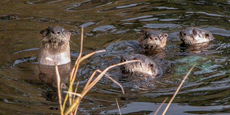 You Otter See Beavers