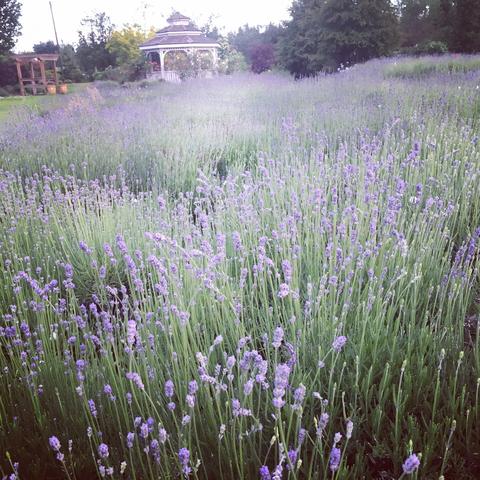 lavender open house