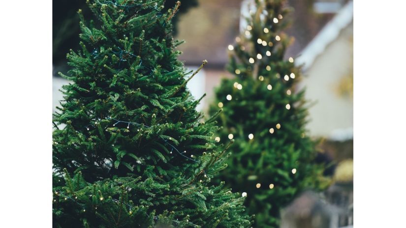Scout Christmas Tree Chip-Up 2019 in West Vancouver