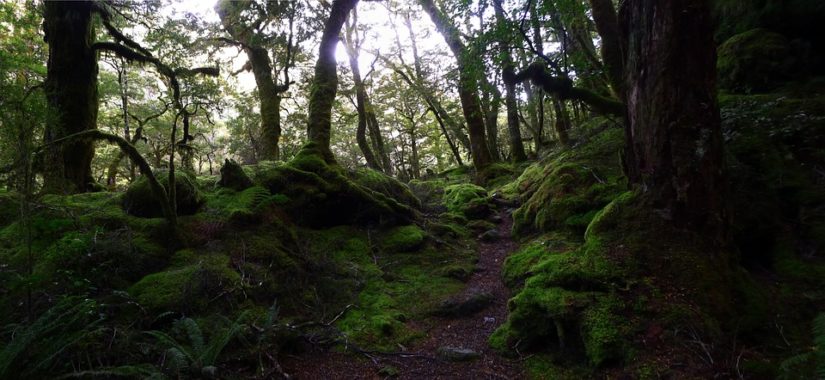 Aldergrove Enchanted Forest 2019 in Aldergrove
