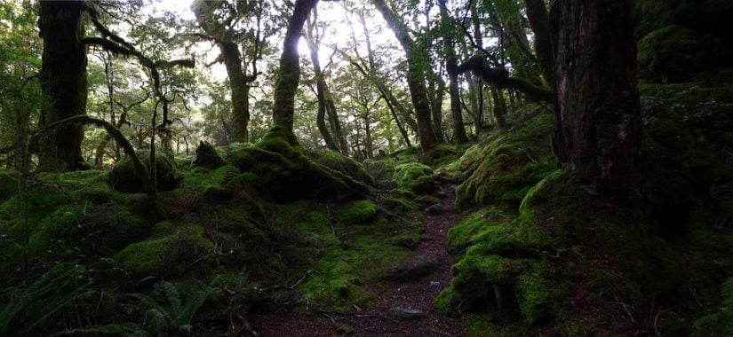 Forest-Guided Nature Tour in Langley