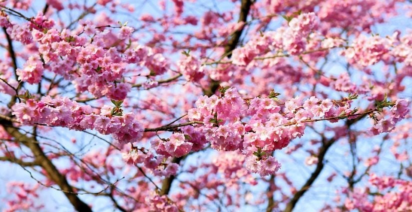National Poetry Month Haiku Contest 2019 in Aldergrove