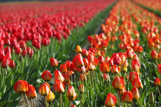 Bloom Abbotsford Tulip Festival in Abbotsford