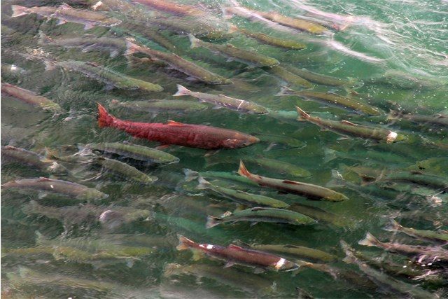 13th Annual Hyde Creek Watershed Society Open House in Port Coquitlam