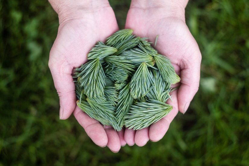 Earth Day in Port Moody 2019 in Port Moody