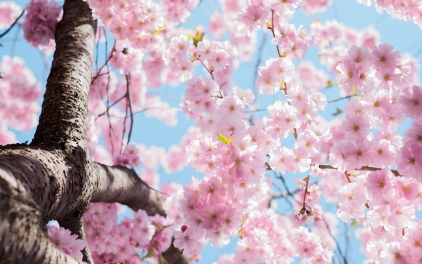 Vancouver Cherry Blossom Festival 2019 in Vancouver