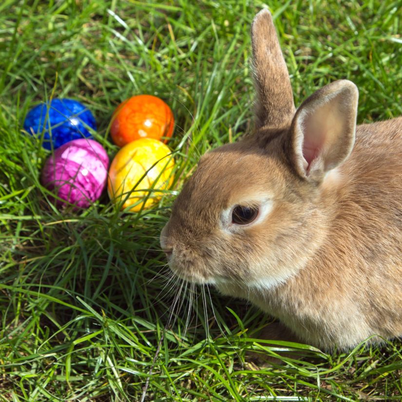 10th Annual Whistler Community Easter Egg Hunt in Whistler