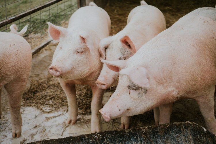 Little OinkBank Pig Yoga in Aldergrove