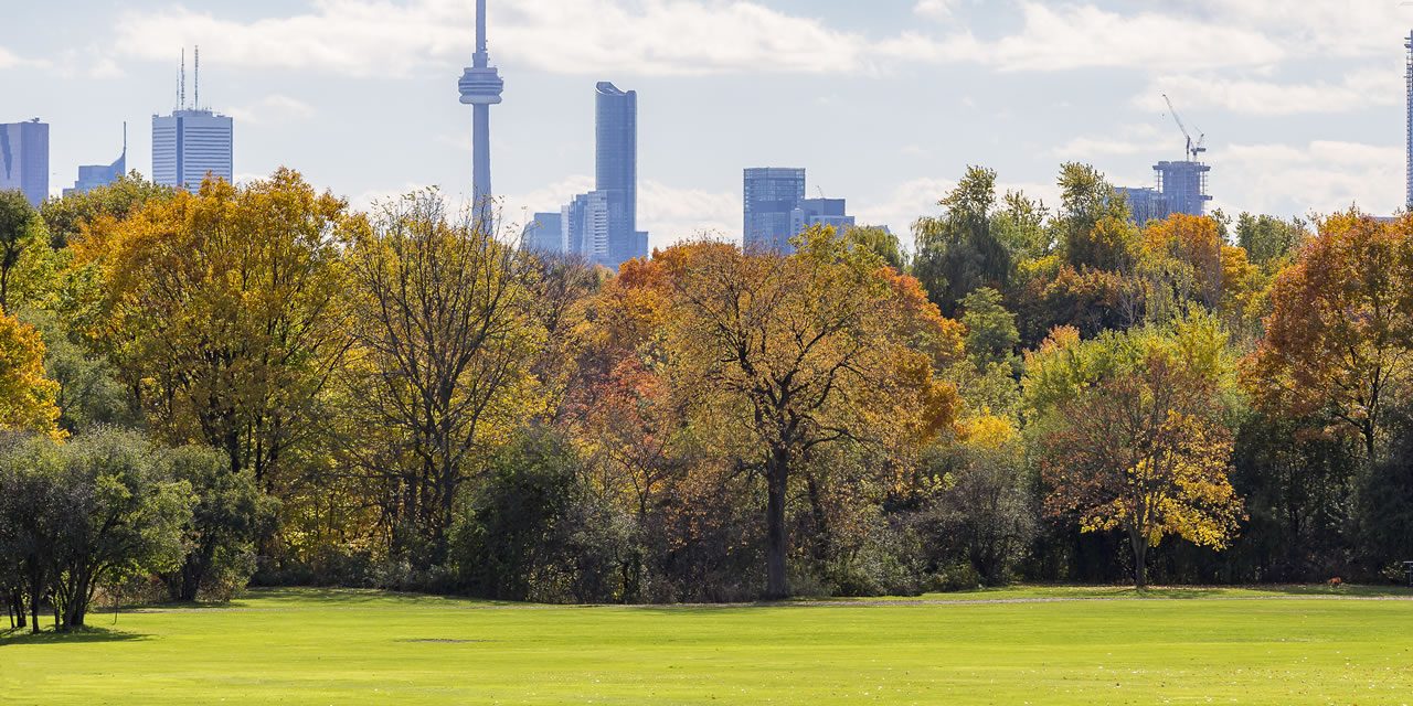 Toronto skyline from park