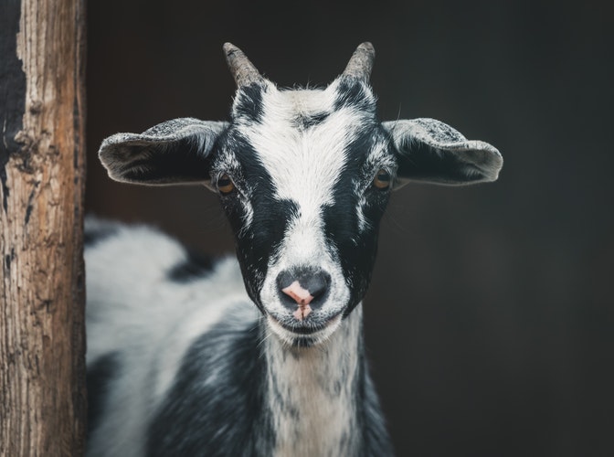 Goat’s Pride Farm Walk Thru in Abbotsford