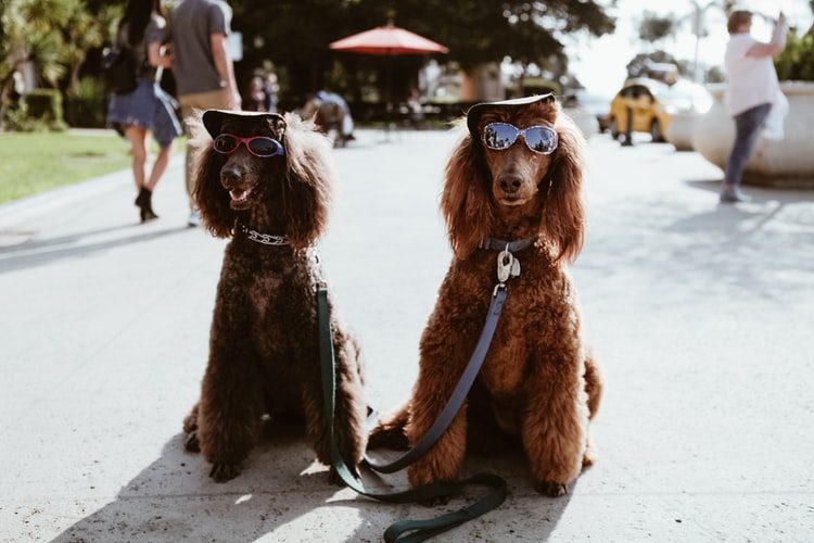 Pawlooza in London