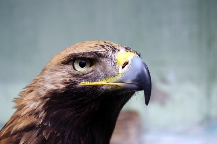 Wild About Wildlife in Madoc