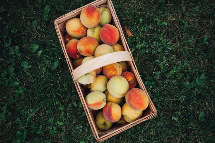 Winona Peach Festiva … Mommy Iseabal