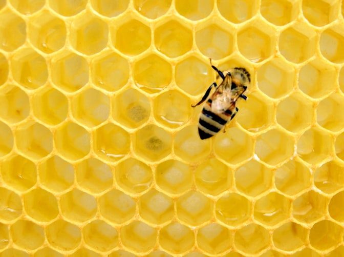 Honey Harvest at the Farmers Market in Innisfil