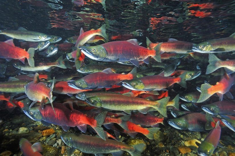 Kikinee Salmon Festival in Kelowna
