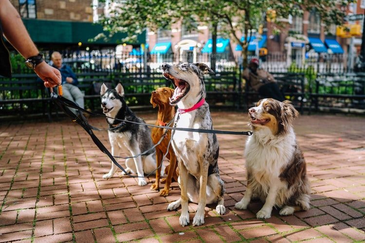 A Day for the Dogs in London