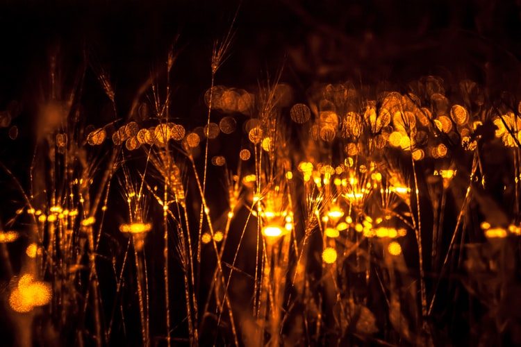 New Moon Maze in Red Deer