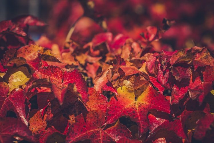 Fallfest in Scarborough