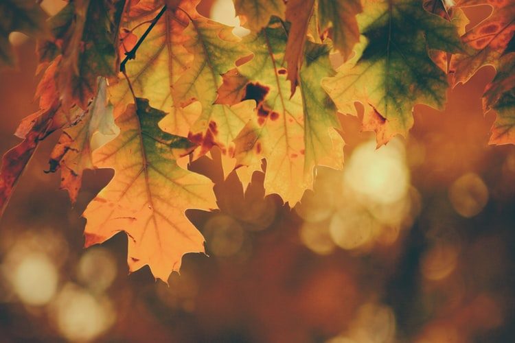 Point Grey Fall Festival in Vancouver