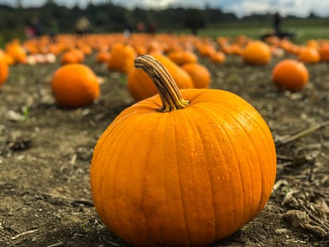 Pumpkin Giveaway in Ajax