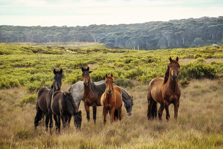 Ontario Horse Summit in Madoc