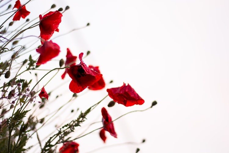 Remembrance Day Service in Calgary