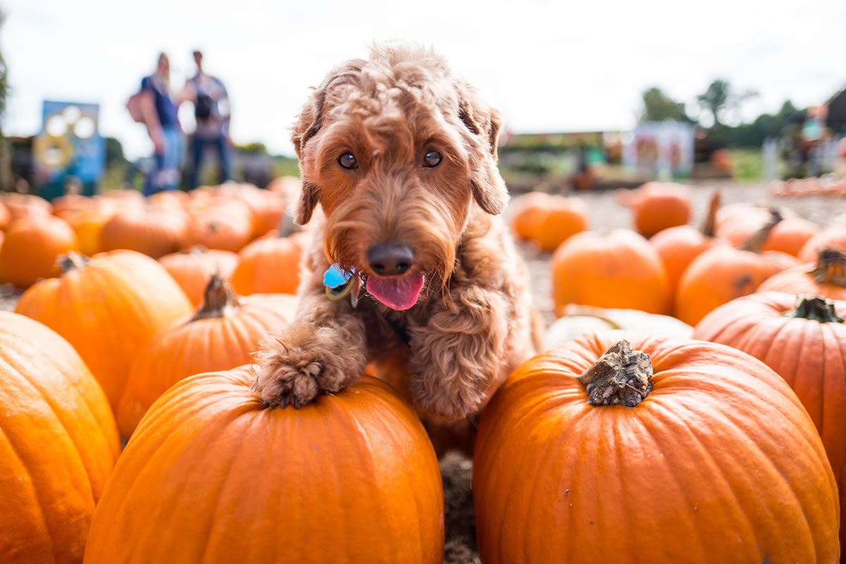 Find your perfect pumpkin in the GTA