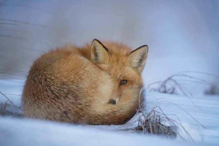 Signs of Animal Life in Winter in Kitchener