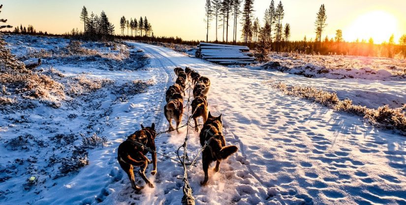 Winter FunDays – Dog Sledding in Thunder Bay