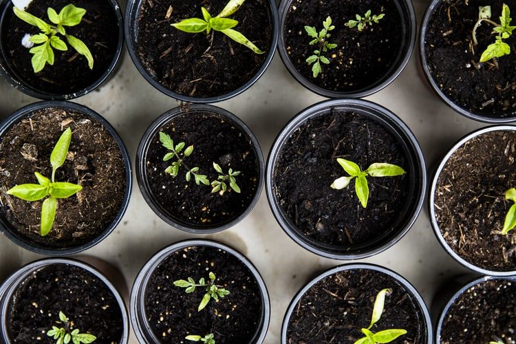 Seedy Saturday and Green Fair in Scarborough