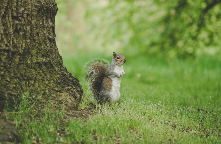 Wildlife Weeks in North Vancouver