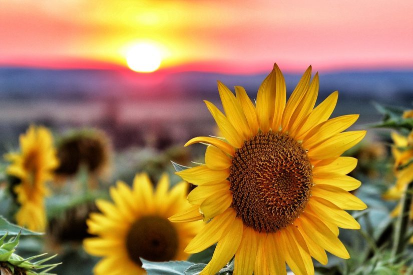 Chilliwack Sunflower Festival in Chilliwack