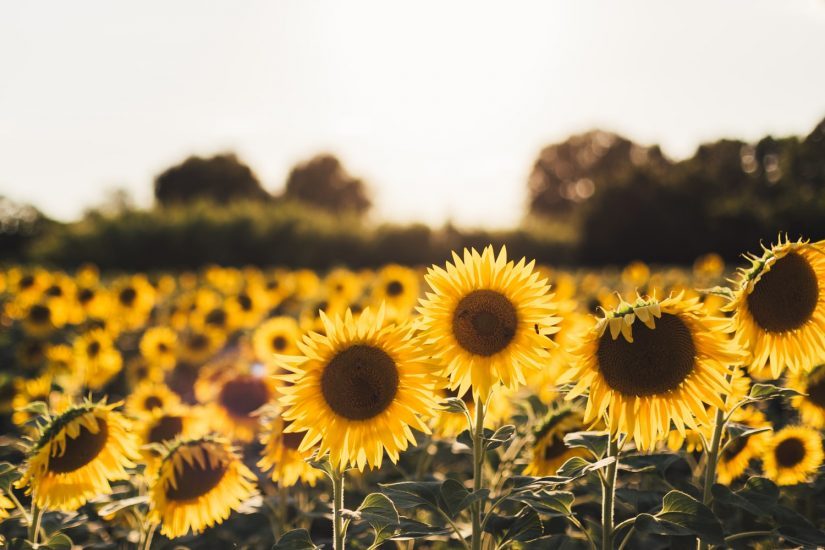 Richmond Sunflower Festival in Richmond