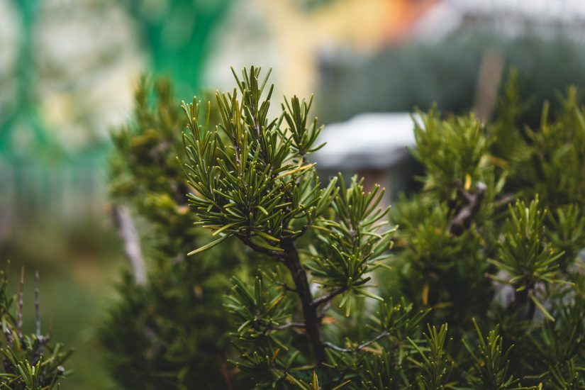 Community Tree Planting in Brampton